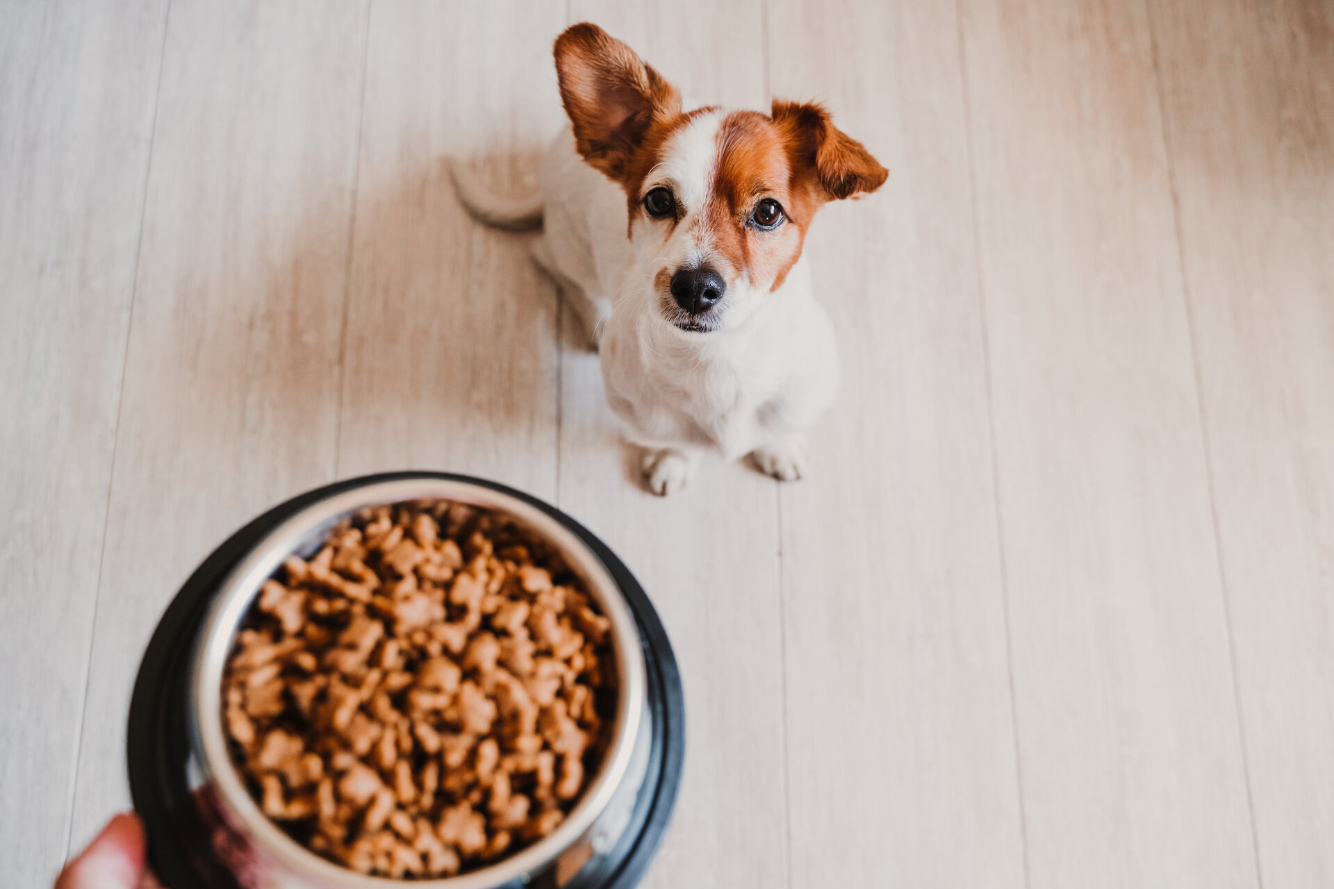 Verwöhnen Sie Ihren Vierbeiner: Informationen über die Ernährung von Hunden