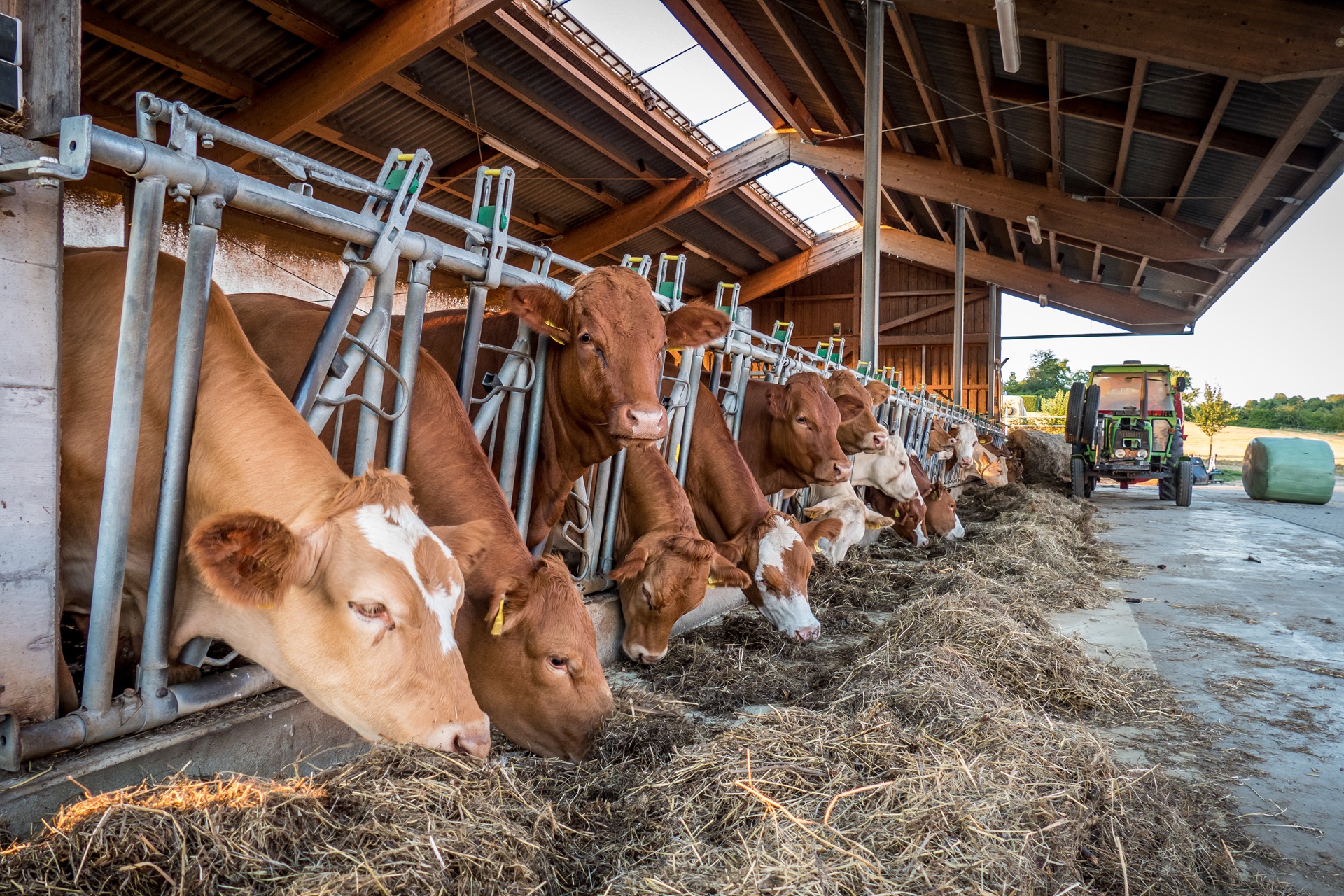 Kühe fressen Heu an sicherem Futterplatz mit Fressgitter | Fressgitter